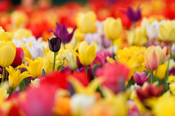 Açan binlerce lale, bölgedeki lale tarlasını adeta görsel bir şölene dönüştürdü. - Sputnik Türkiye