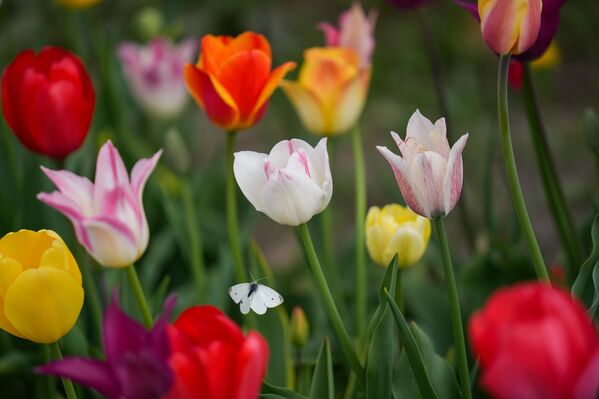 Niagara-on-the-Lake, şarap bağlarıyla ve bahar aylarında açan çiçek tarlalarıyla biliniyor. - Sputnik Türkiye