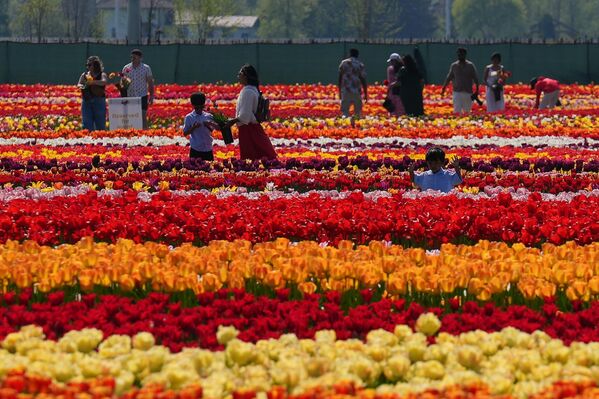 Ziyaretçiler güneşli havanın tadını çıkararak lale tarlasını gezdi. - Sputnik Türkiye