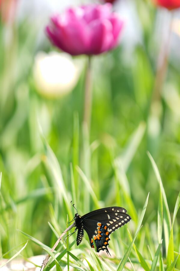 Özellikle bu dönemde bölge, doğaseverlerin ve fotoğraf tutkunlarının uğrak noktası haline geliyor. - Sputnik Türkiye