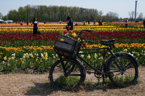 Kanada’nın Ontario eyaletine bağlı Niagara-on-the-Lake bölgesindeki lale tarlasında güneşli havanın tadını çıkaran ziyaretçiler, laleler arasında gezerek çiçek topladı.  - Sputnik Türkiye