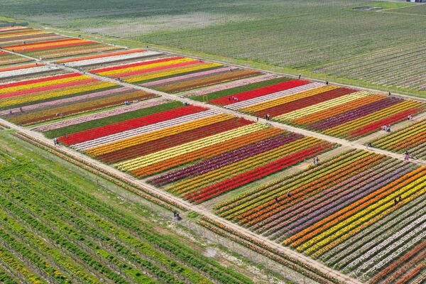 Tarlada yaşanan renk cümbüşü, hem yerel halkı hem de bölgeyi ziyaret eden turistleri mest etti. - Sputnik Türkiye