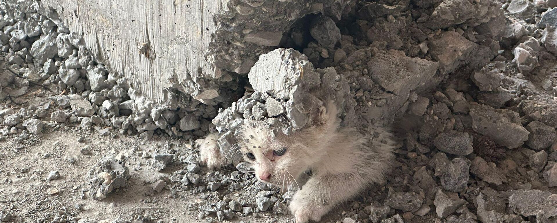 Kedi - Sputnik Türkiye, 1920, 25.05.2025