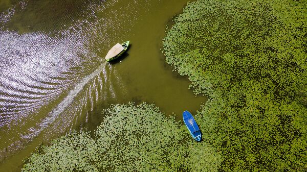 Beyşehir Gölü'ndeki ''nilüfer bahçesi'' çiçek açtı - Sputnik Türkiye