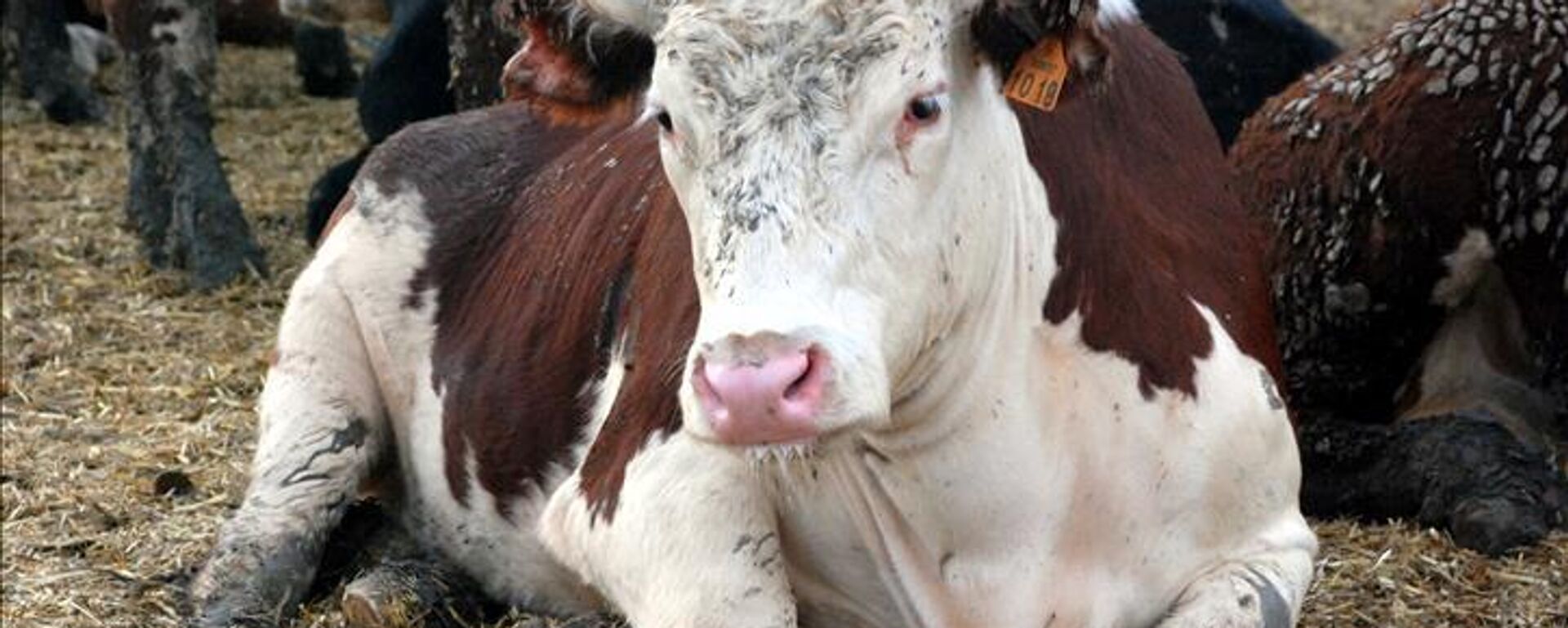 Dana - Sputnik Türkiye, 1920, 01.07.2025