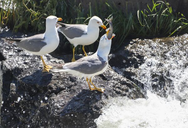 Van Gölü&#x27;nde yaşayan inci kefalleri, üreme dönemi olan 15 Nisan-15 Temmuz tarihleri arasında gölden akarsulara göç ediyor.  - Sputnik Türkiye