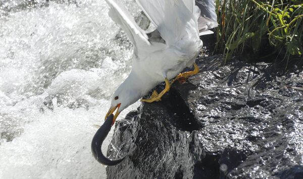 Tatlı su kaynaklarına ulaşmak için akarsulara göç eden bu endemik tür, yalnızca suyun akışına karşı verdiği mücadeleyle değil, aynı zamanda avcı martılarla da karşı karşıya kalıyor. - Sputnik Türkiye