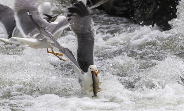 Martılar, akıntıya karşı sıçrayarak ilerlemeye çalışan balıkları yakalamak için gün boyunca pusuya yatıyor. - Sputnik Türkiye