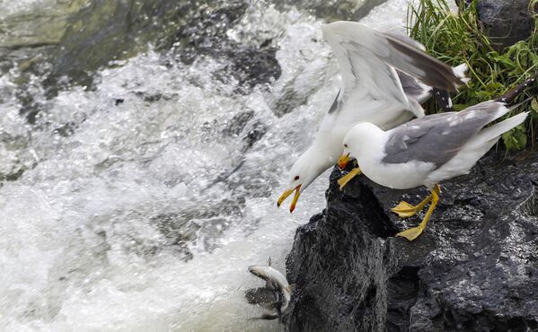 Su yüzeyine yaklaşan balıkları hedef alan martılar, özellikle sürü halindeki geçiş anlarını fırsat bilerek avlanıyor. - Sputnik Türkiye