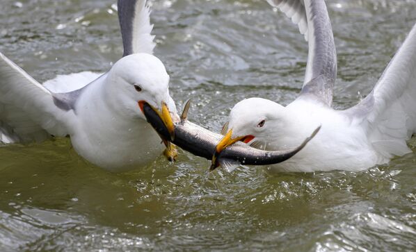 Özellikle göçün en yoğun yaşandığı Van’ın Erciş ilçesindeki Deliçay, Karasu ve Zilan Deresi gibi akarsular, bu dönemde doğa belgesellerini aratmayan görüntülere sahne oluyor. - Sputnik Türkiye