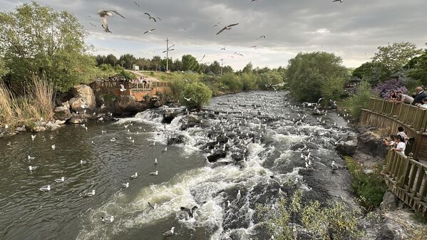 İnci kefali göçü Temmuz ortasına kadar devam edecek ve martıların av mücadelesi bu süreç boyunca doğa tutkunlarına benzersiz kareler sunmayı sürdürecek. - Sputnik Türkiye