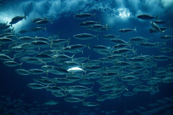 1998’de Expo &#x27;98 Dünya Fuarı kapsamında açılan akvaryumda, 5 milyon litre su kapasitesine sahip ana tankta köpekbalıkları, penguenler ve tropikal balıklar bulunuyor.  - Sputnik Türkiye