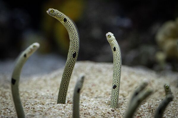 5 milyon litre su kapasitesine sahip dev ana tank, köpekbalıklarından vatozlara, rengarenk tropikal balıklardan zarif denizanasına kadar sayısız canlıya ev sahipliği yapıyor. - Sputnik Türkiye