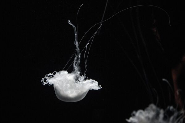 Akvaryum sayısız canlıya e sahipliği yapıyor. - Sputnik Türkiye