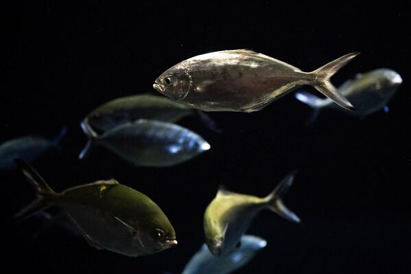 Akvaryum, okyanusların korunmasına dikkat çekmek ve özellikle çocuklara deniz canlılarının çeşitliliğini öğretmek amacıyla eğitici içeriklerle de destekleniyor. - Sputnik Türkiye