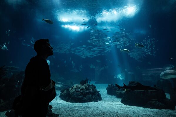 Yıl boyunca milyonlarca ziyaretçiyi ağırlayan Lizbon Okyanus Akvaryumu, farklı türde canlılarla dolu. - Sputnik Türkiye