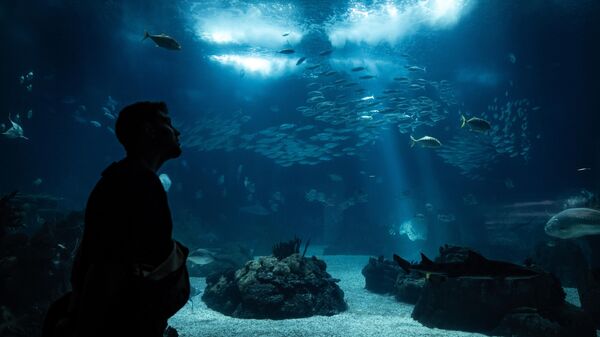 Lizbon Okyanus Akvaryumu ziyaretçilerin ilgisini çekiyor - Sputnik Türkiye
