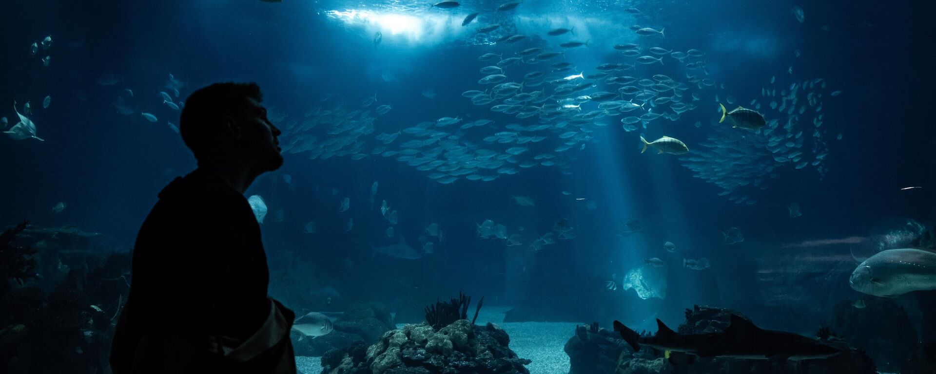 Lizbon Okyanus Akvaryumu ziyaretçilerin ilgisini çekiyor - Sputnik Türkiye, 1920, 27.04.2026