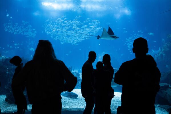 Portekiz’in başkenti Lizbon’da bulunan ve Avrupa’nın en büyük ikinci akvaryumu olan Lizbon Okyanus Akvaryumu (Ocenario de Lisboa), 450 farklı türden yaklaşık 16 bin deniz canlısına ev sahipliği yapıyor.  - Sputnik Türkiye
