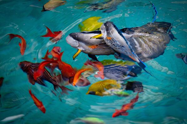 Şehrin sembollerinden biri haline gelen akvaryumda, yaklaşık 450 farklı tür ziyaretçilerini bekliyor. - Sputnik Türkiye