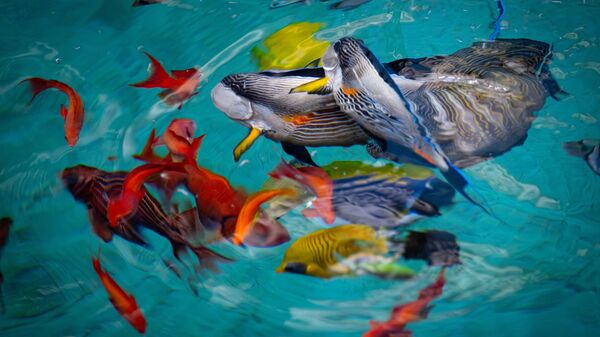 Lizbon Okyanus Akvaryumu ziyaretçilerin ilgisini çekiyor - Sputnik Türkiye