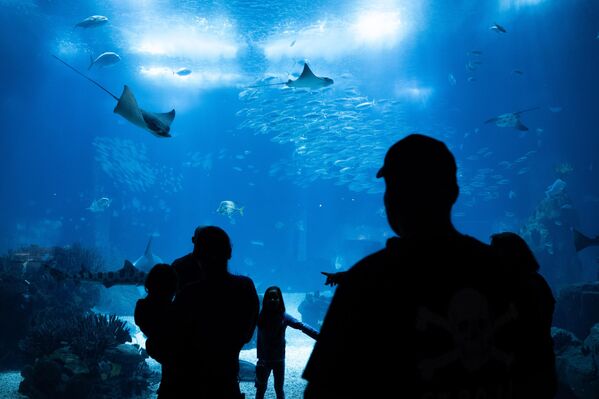 Sadece ana tankla sınırlı olmayan tesisin farklı bölümlerinde penguenler, su samurları ve mercan resiflerine ait özel alanlar yer alıyor. - Sputnik Türkiye