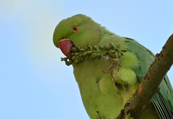 Dünya genelinde yaklaşık 400 türü bulunan papağanların büyük bir kısmı, kaçak avlanma, yasa dışı hayvan ticareti ve doğal yaşam alanlarının kaybı gibi nedenlerle nesli tükenme riskiyle karşı karşıya. - Sputnik Türkiye