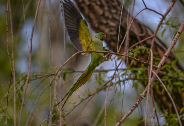 Tropik kuşların en dikkat çekici temsilcileri olan papağanlar, hem parlak renkleri hem de ses taklit yetenekleriyle yüzyıllardır insanlığın ilgisini çekmeyi başarıyor.Ancak bu canlıların doğadaki varlığı her geçen gün biraz daha tehdit altında. - Sputnik Türkiye