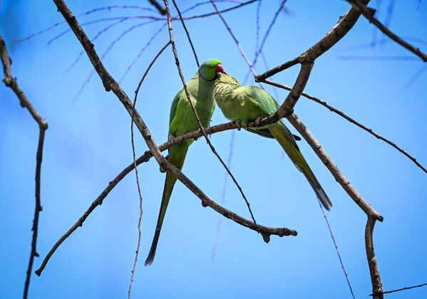 Türkiye’de de sıkça gözlemlenen yeşil papağanlar (Psittacula Krameri), başkent Ankara’daki Seğmenler Parkı gibi alanlarda görülmeye devam ediyor. - Sputnik Türkiye