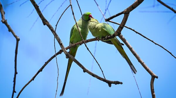 Doğanın renkli kanatları: Papağanlar - Sputnik Türkiye