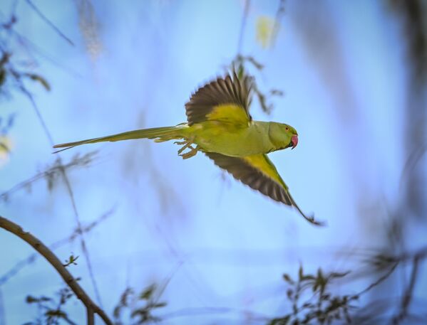 Bu tehlikeye dikkat çekmek amacıyla, uluslararası yardım kuruluşu World Parrot Trust (Dünya Papağan Vakfı) tarafından 31 Mayıs, “Dünya Papağan Günü” ilan edildi. 2014 yılından bu yana kutlanan bu özel gün, papağanların korunmasına yönelik farkındalık yaratmayı amaçlıyor. - Sputnik Türkiye