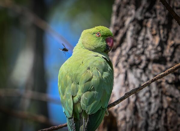 Sadece Güney Amerika ve Afrika gibi tropik bölgelerde değil, farklı coğrafyalarda da varlık gösterebilen bazı papağan türleri, şehir yaşamına da uyum sağlayabiliyor. - Sputnik Türkiye