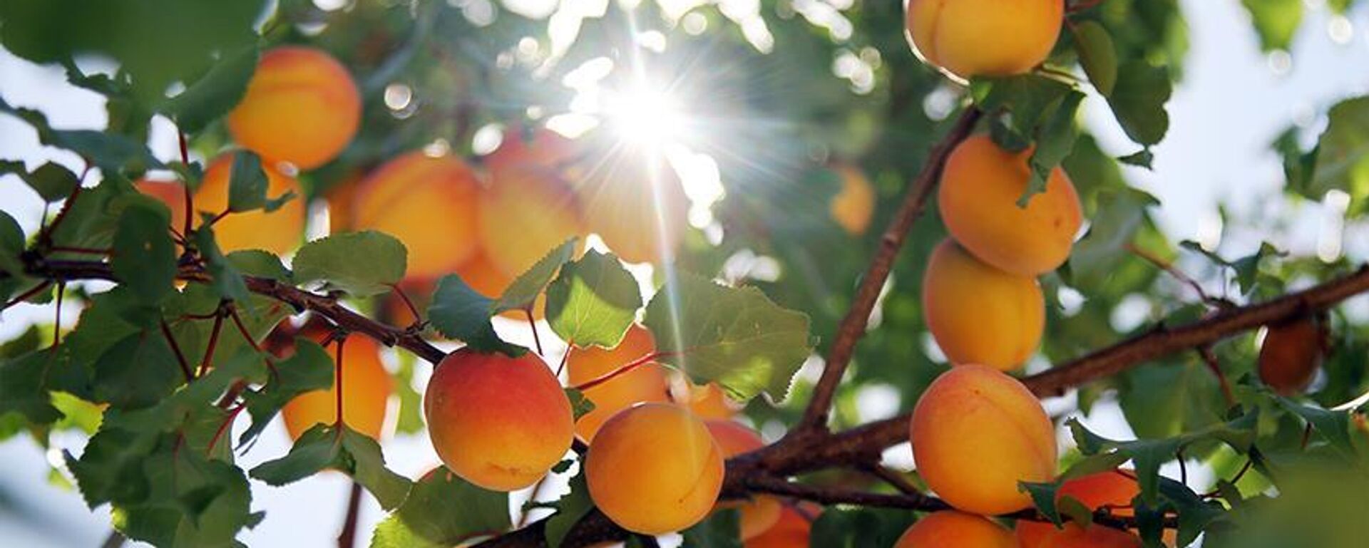 Kayısı - Sputnik Türkiye, 1920, 02.06.2025