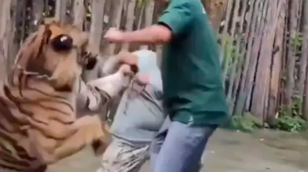 Fotoğraf çekilmek isterken canından oluyordu: Poz vermek için zorlanan kaplan turiste saldırdı - Sputnik Türkiye