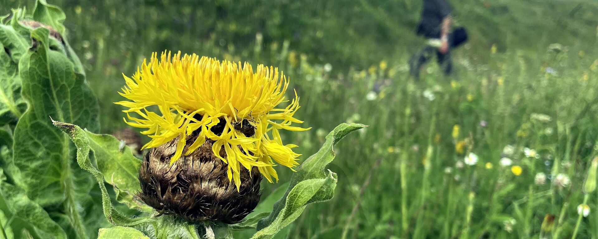 Tülüşah  - Sputnik Türkiye, 1920, 02.06.2025