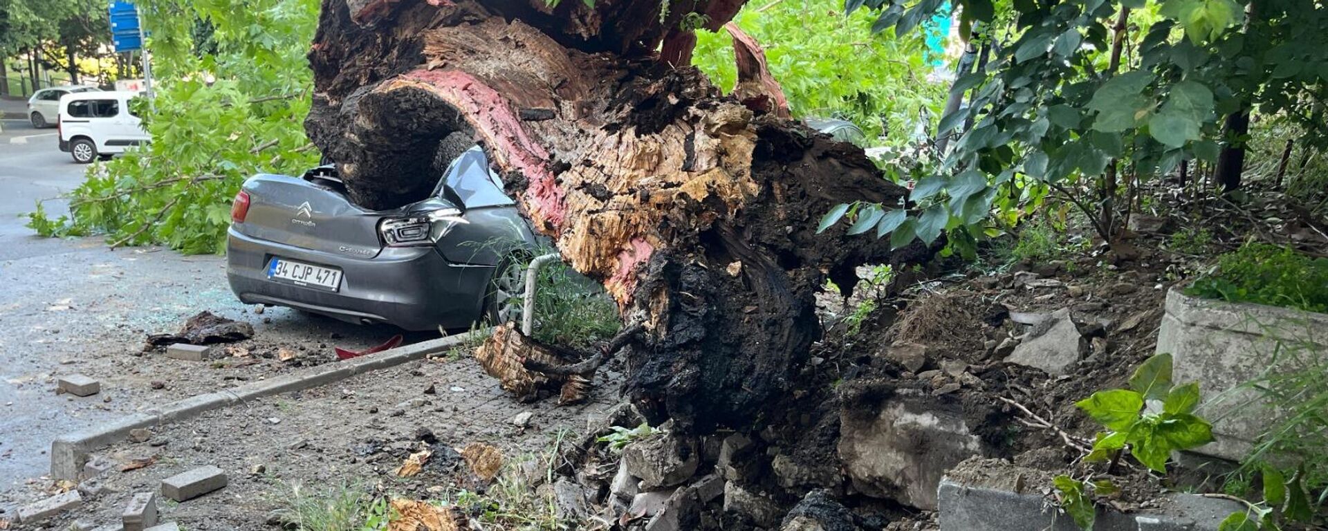 
Beşiktaş'ta 150 yıllık ağaç park halindeki araçları kullanılamaz hale getirdi - Sputnik Türkiye, 1920, 02.06.2025