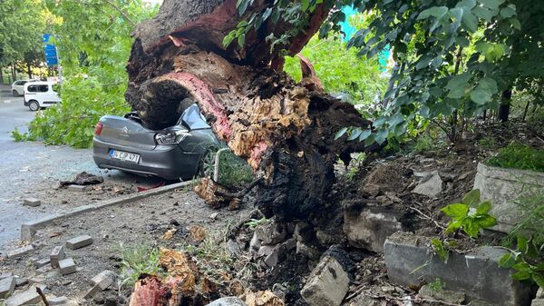 
Beşiktaş'ta 150 yıllık ağaç park halindeki araçları kullanılamaz hale getirdi - Sputnik Türkiye