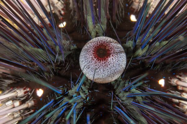 Kaş ilçesinin koylarında, su altı zenginlikleri gün yüzüne çıkıyor.  - Sputnik Türkiye