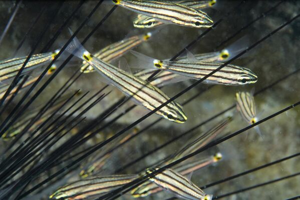 Dikenlerin üstüne basınca insanda acı verici yara oluştursa da zehirli olup olmadığı kesin değildir (ancak dikenlerin arasında bulunan pediseller zehirlidir) - Sputnik Türkiye