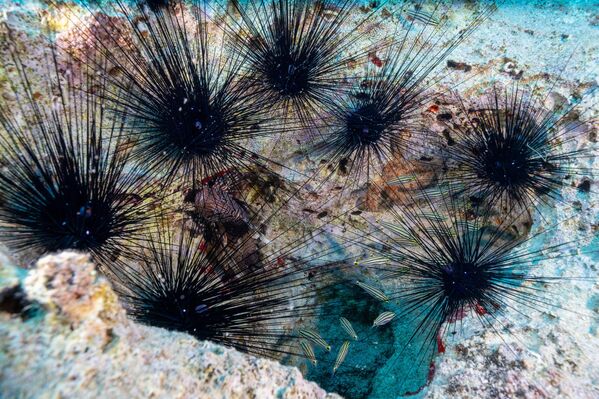 Deniz altındaki birbirinden farklı ekolojik ve biyolojik zenginliğe sahip Kaş, maviyle yeşilin bütünleştiği koylarıyla her yıl binlerce dalış tutkununu ağırlıyor. - Sputnik Türkiye