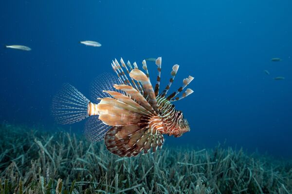 Kızıldeniz&#x27;de, mercan kayalıklarda yaşayan zehirli bir tür olan aslan balığı, insanlar için tehlike oluşturur ve dikkat edilmesi gereken türlerden biridir. - Sputnik Türkiye