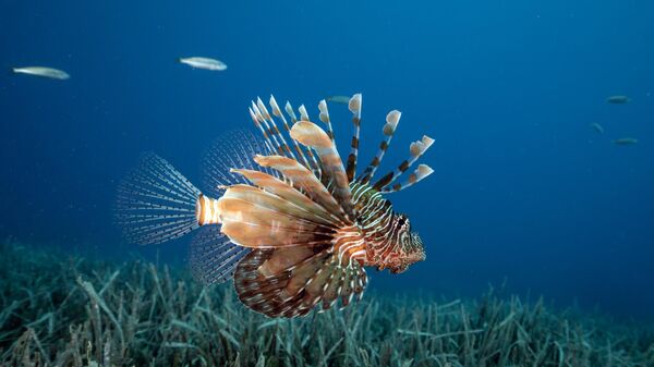 Antalya'da Kızıldeniz göçmeni istilacı türlerin yayılımı görüntülendi - Sputnik Türkiye