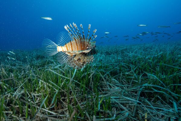 Türkiye&#x27;nin en iyi dalış rotaları arasında yer alan Antalya&#x27;nın Kaş ilçesi açıklarında yapılan gece ve gündüz dalışlarında Kızıldeniz göçmeni balon balıkları ile uzun dikenli deniz kestanesinin yayılımı görüntülendi.  - Sputnik Türkiye