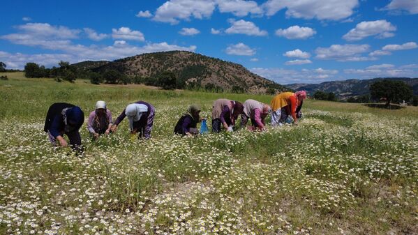 Bahar yağmurlarıyla birlikte doğada kendiliğinden açan bu şifalı çiçekler, kadınların hem geçim kaynağı hem de doğayla kurduğu güçlü bağın bir simgesi haline geldi. - Sputnik Türkiye