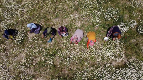 Toplanan papatyalar, öğle saatlerine kadar süren mesainin ardından evlerin balkonlarında kurutuluyor. - Sputnik Türkiye