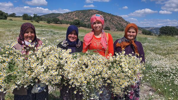 Manisa’nın Demirci ilçesinde doğayla iç içe bir üretim mesaisi başladı. Elek, Yavaşlar, Kışlak, Kuzeyir, Yarbasan, Kılavuzlar ve Yeşildere mahallelerinde yaşayan kadınlar, sabahın erken saatlerinde yaylalara çıkarak kır papatyası topluyor. - Sputnik Türkiye