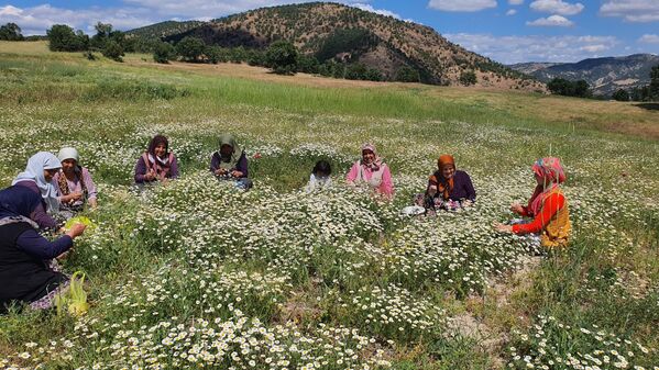 Kurutulan çiçekler, ilaç ve meşrubat sanayisi için gelen tüccarlara kilosu 260 liradan satılıyor. Bu ekonomik katkı, bölgede yaşayan kadınların ev ekonomisine destek sağlıyor. - Sputnik Türkiye