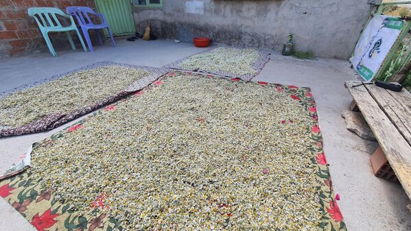 Yaylalarda papatyaları saplarından değil, başlarından kopararak toplanıyor. Bu yöntem, papatyanın köklerinin zarar görmeden toprağa tutunmaya devam etmesini sağlıyor ve gelecek yıl da yeniden yetişmesini garanti ediyor. - Sputnik Türkiye