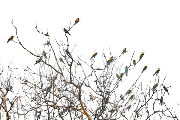 Bursa’nın Karacabey ve İznik gibi doğayla iç içe bölgelerinde gözlemlenen arı kuşları, fotoğraf tutkunlarının da ilgisini çekiyor. Bursa’nın Karacabey ve İznik gibi doğayla iç içe bölgelerinde gözlemlenen arı kuşları, fotoğraf tutkunlarının da ilgisini çekiyor. - Sputnik Türkiye