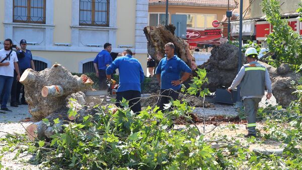 İzmir'de asırlık çınar devrildi - Sputnik Türkiye